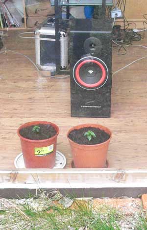 houseplants