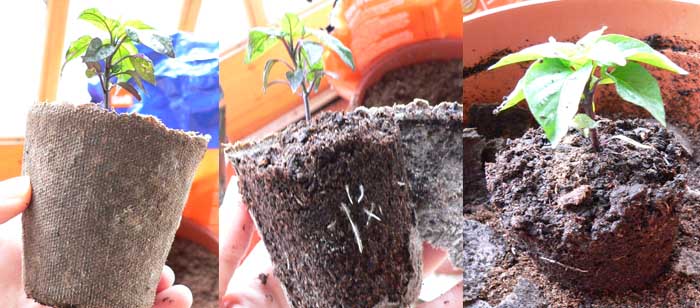 potted