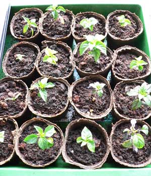 plants