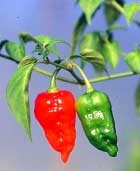 ripe