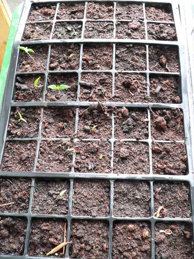 seedlings